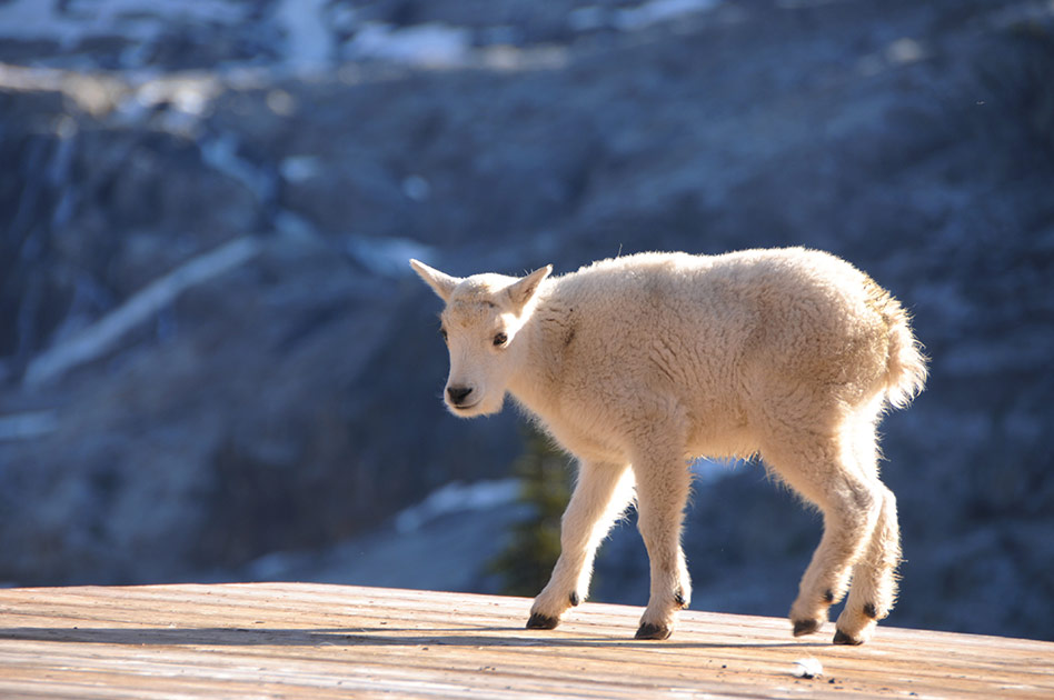 Selkirk Mountain Experience