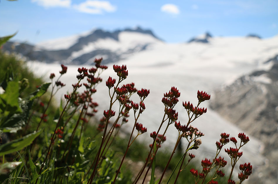 Hiking  at Selkirk Mountain Experience