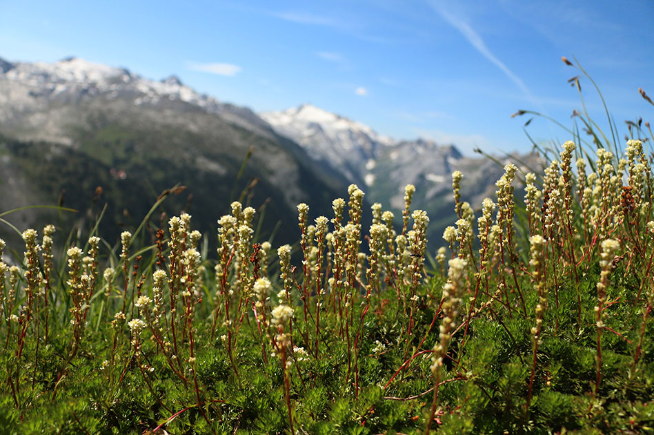 Hiking  at Selkirk Mountain Experience