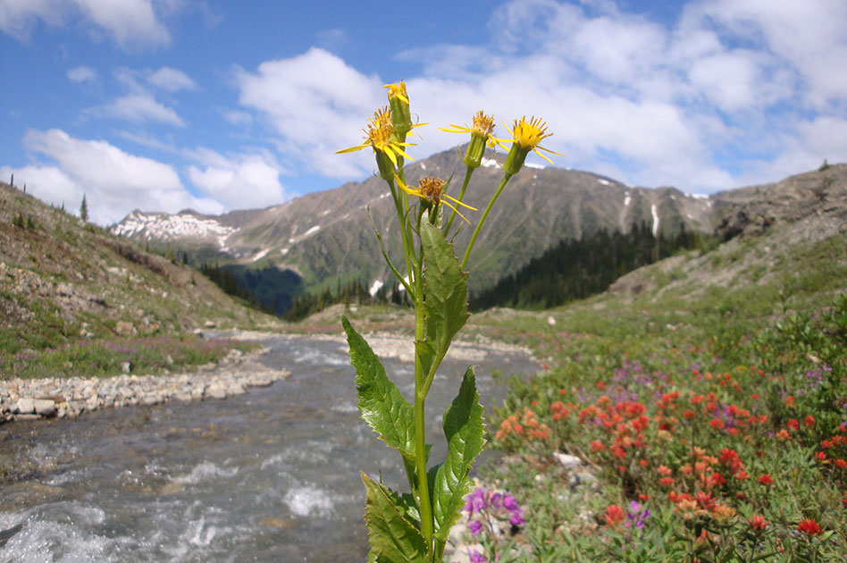 Hiking at Selkirk Mountain Experience