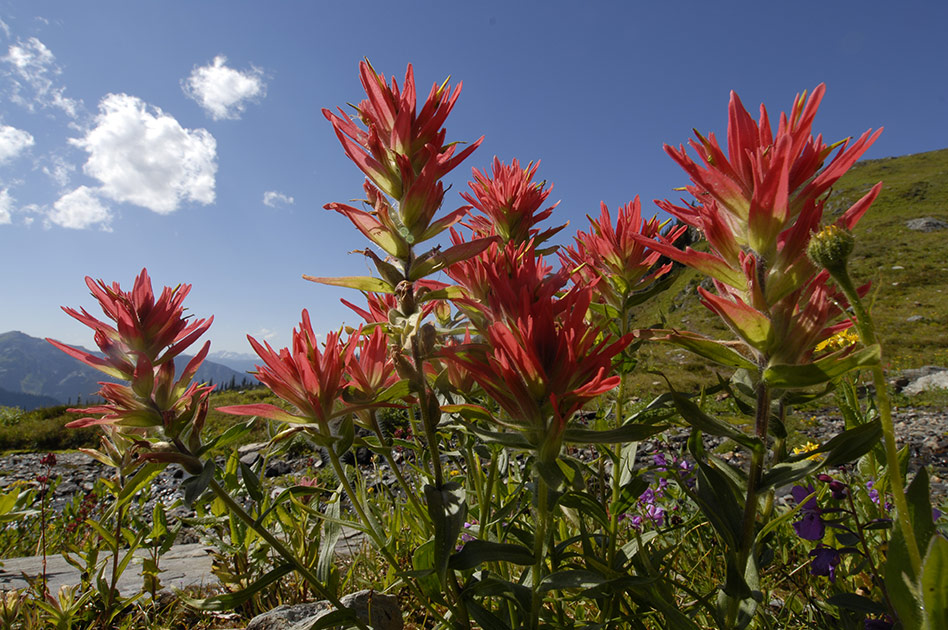 Hiking at Selkirk Mountain Experience